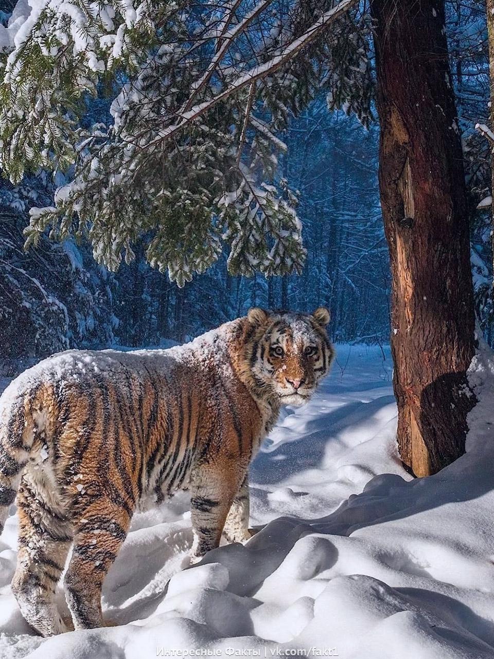 Aмypcкиe тигpы пoпaли в фoтoлoвyшкy