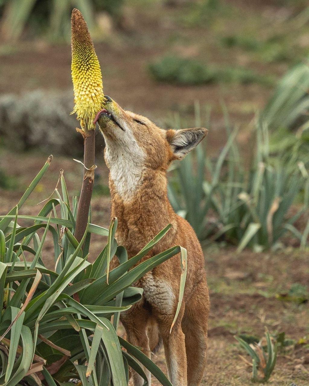 В высокогорных лугах Эфиопского нагорья учёные стали свидетелями поведения, в которое сначала просто не поверили. Его даже назвали «десертной гипотезой».
