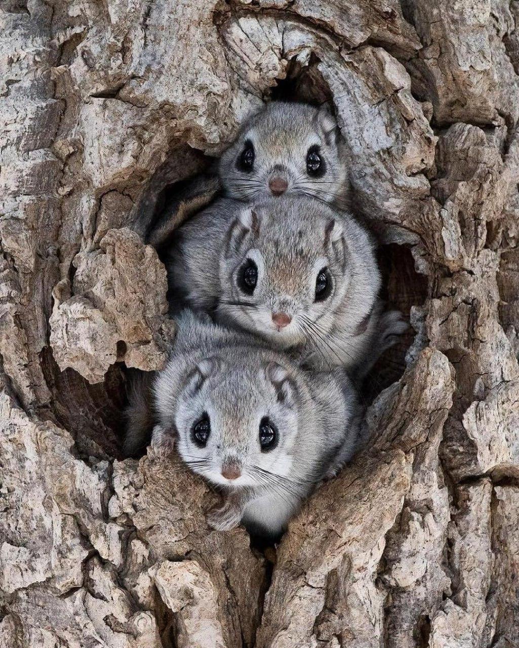 В Японии живёт множество белок-летяг, которые ведут древесный образ жизни и обычно избегают контакта с человеком