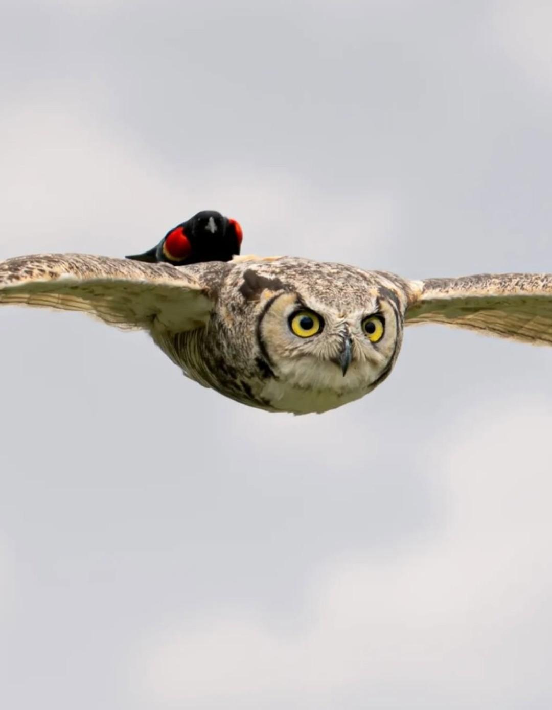 Летишь себе спокойно, по важным совиным делам.