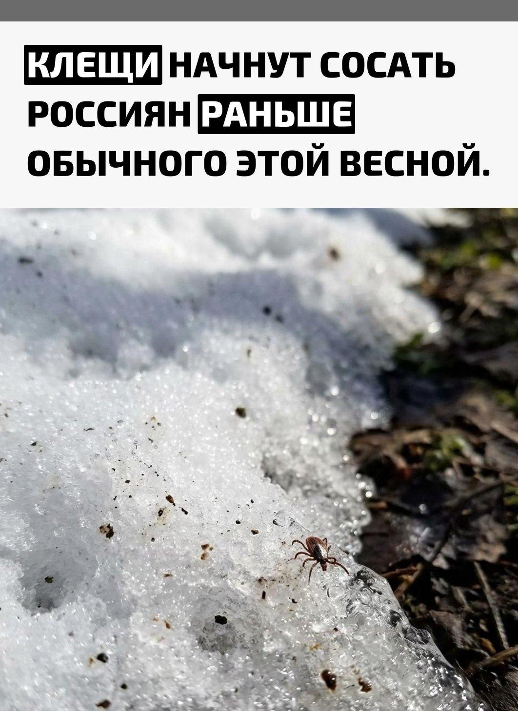 Снежная зима создала под сугробами более тёплые условия: там на 5–10°C выше, чем на воздухе. Для клещей это критично — такие температуры помогают им пережить холодный сезон.
