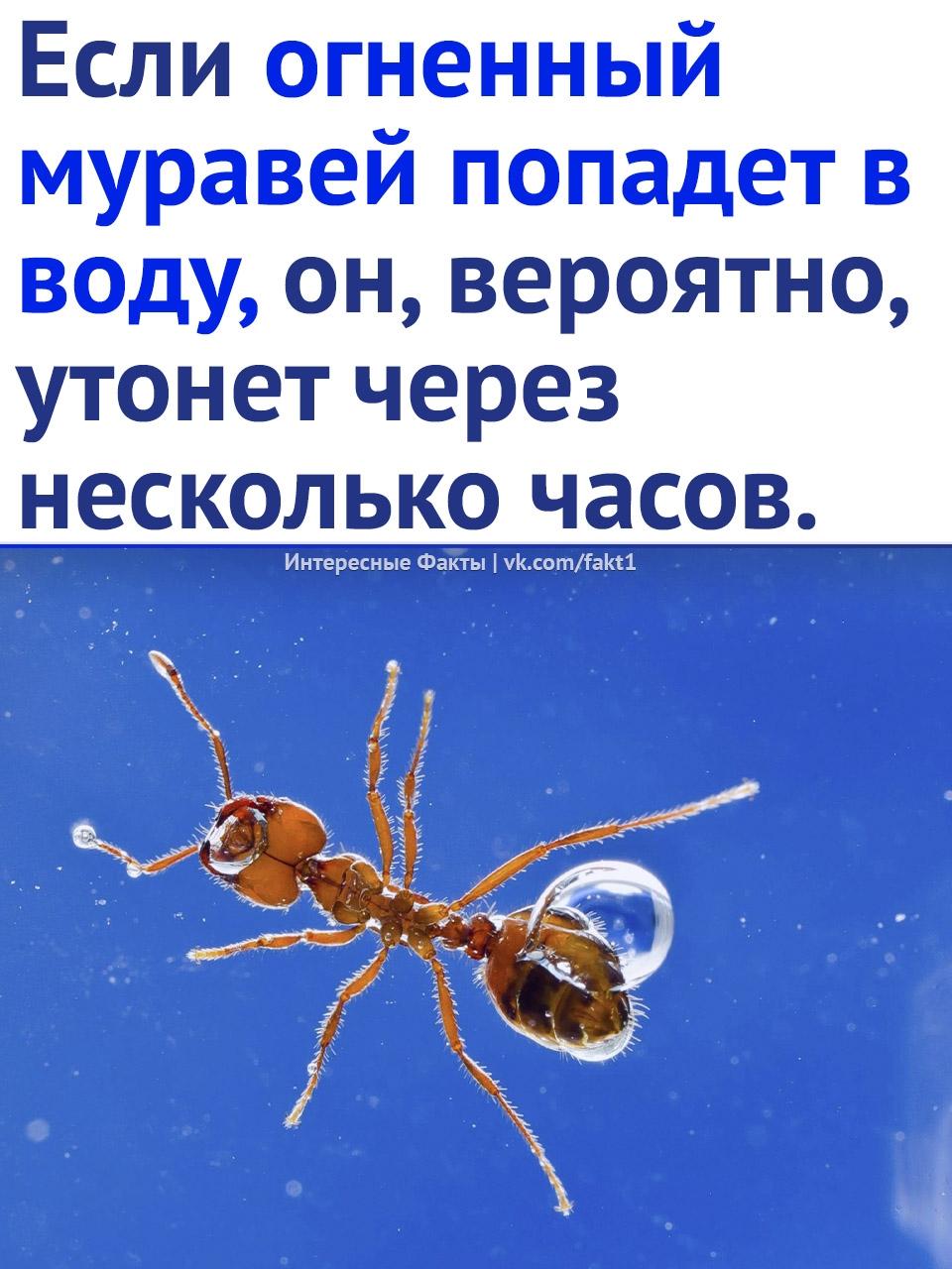 Рекорды и факты каждый день!