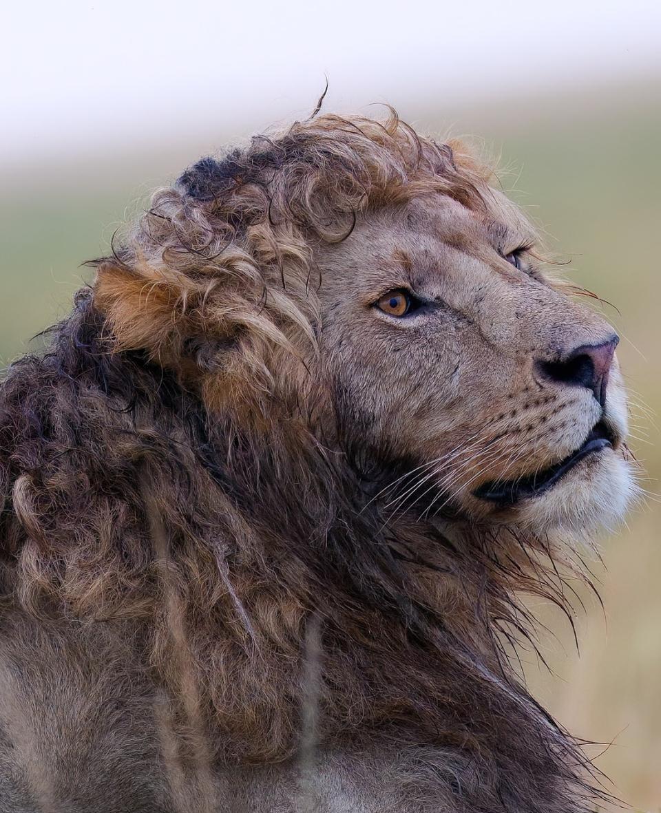 Фотограф дикой природы запечатлел льва с идеальной кудрявой гривой