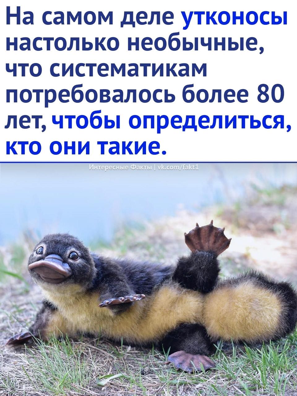 Без комментария