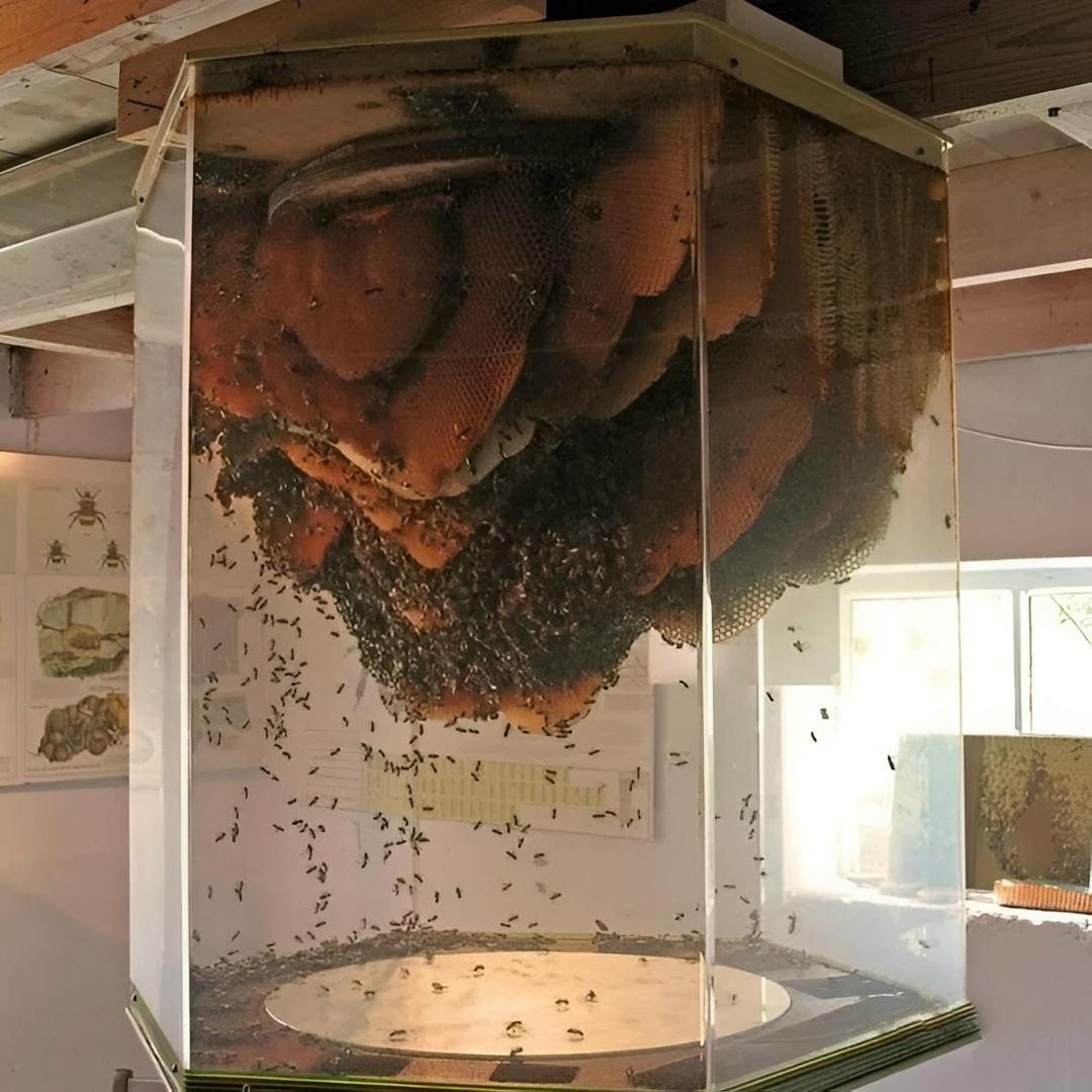 Гигантский пчелиный улей.