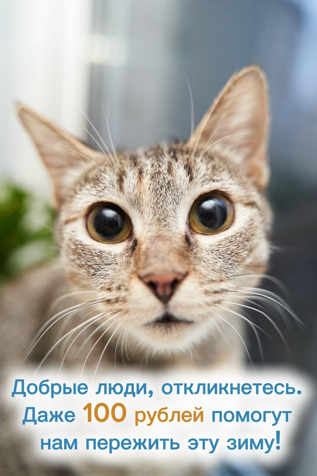 На улице все ещё стоят холода. Более 400 пар кошачьих глаз смотрят на пустые миски и ждут. Они умеют просить только взглядом — тихо, беззвучно, с надеждой на человека.