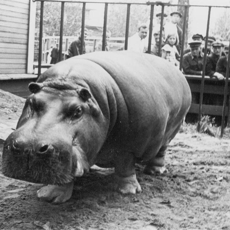 Самка бегемота по кличке Красавица выжила в блокадном Ленинграде благодаря самоотверженности служительницы зоосада Евдокии Дашиной
