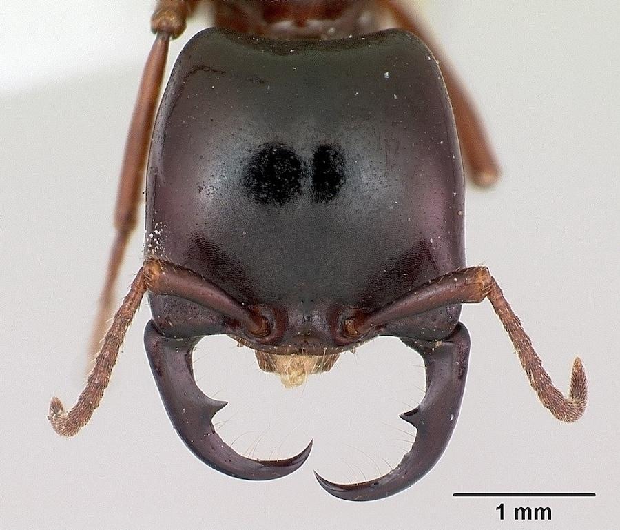 Если рядом нет хирурга – зашей рану… муравьем.