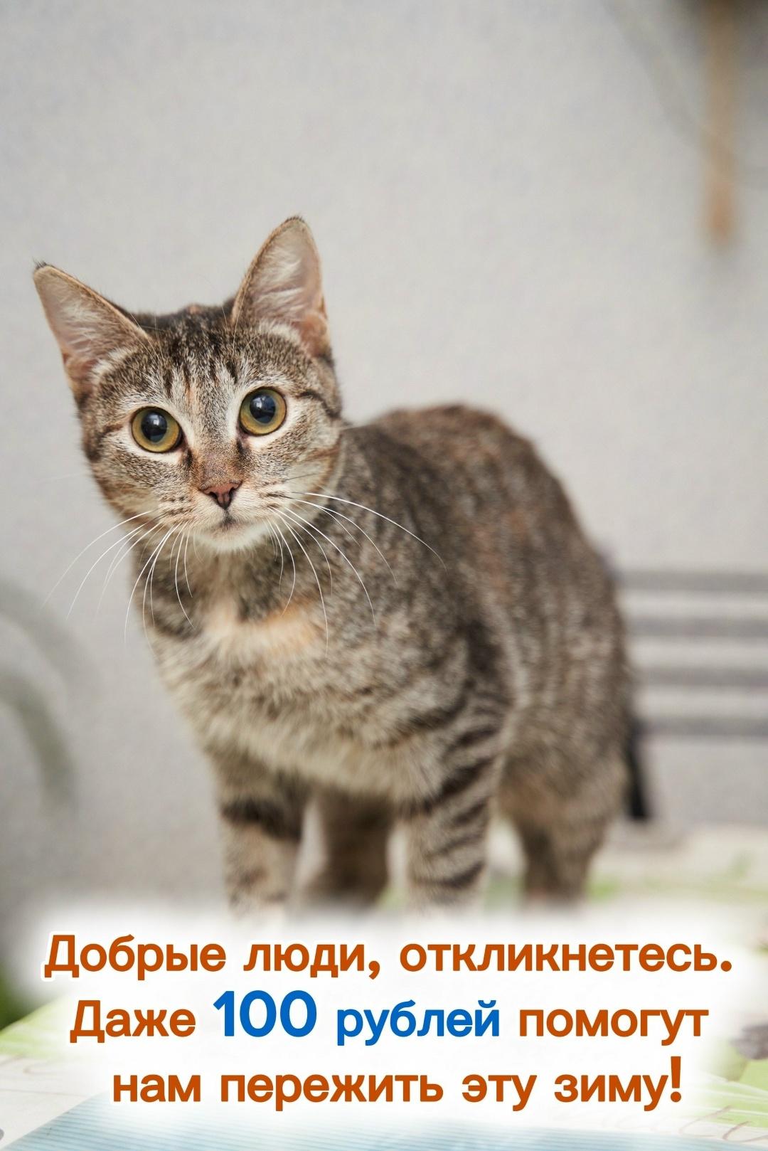 На улице стоит лютый холод. Более 400 пар кошачьих глаз смотрят на пустые миски и ждут. Они умеют просить только взглядом — тихо, беззвучно, с надеждой на человека.