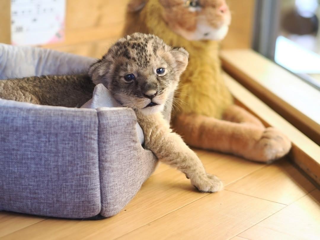 В сафари-парке впервые за шесть лет родились львята — настоящее событие для сотрудников и посетителей. И вот один из малышей, которому всего 18 дней.