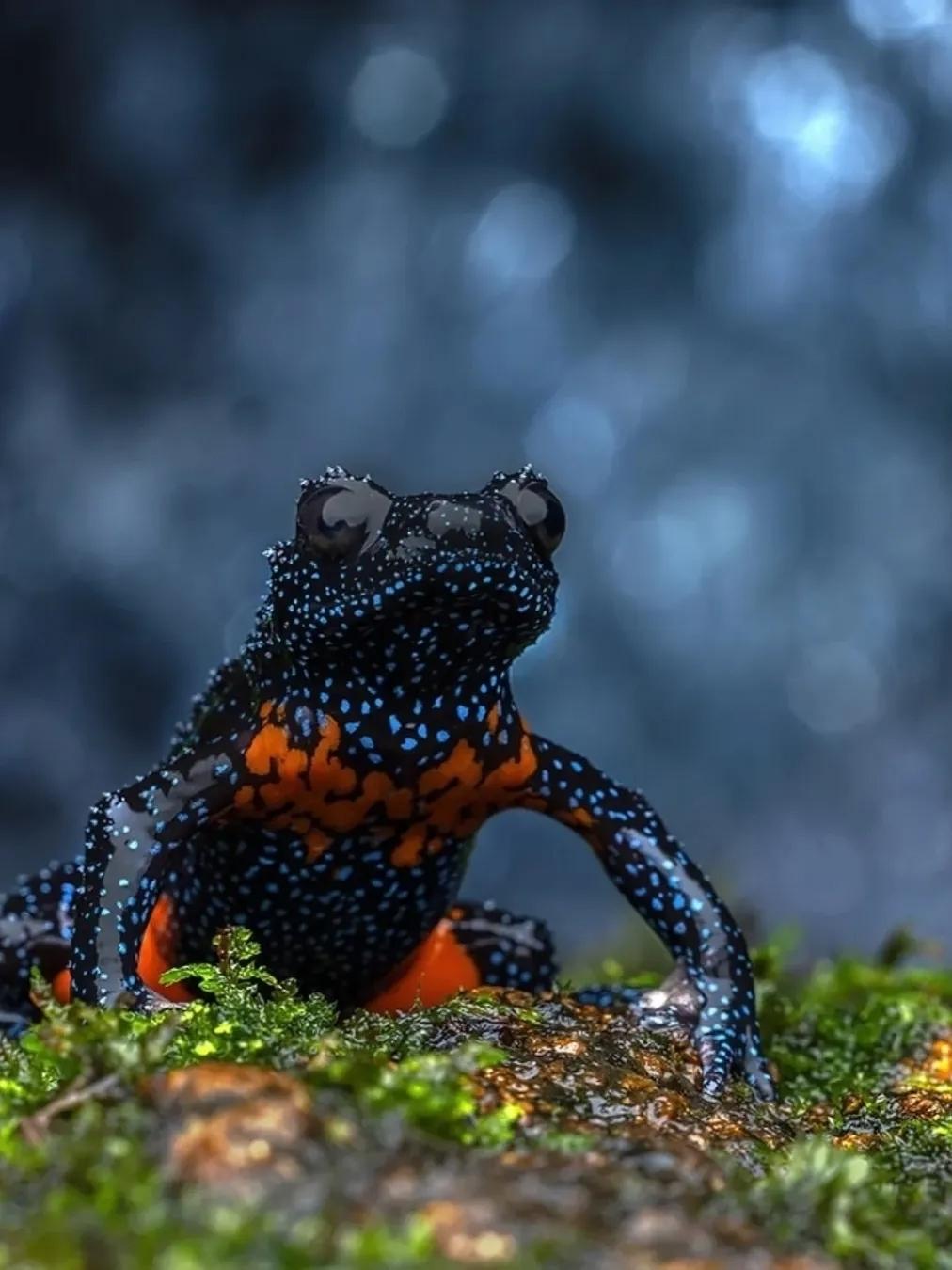 Это Лягушка-галактика — редчайшая крошка, которая встречается только в Западных Гхатах Индии.