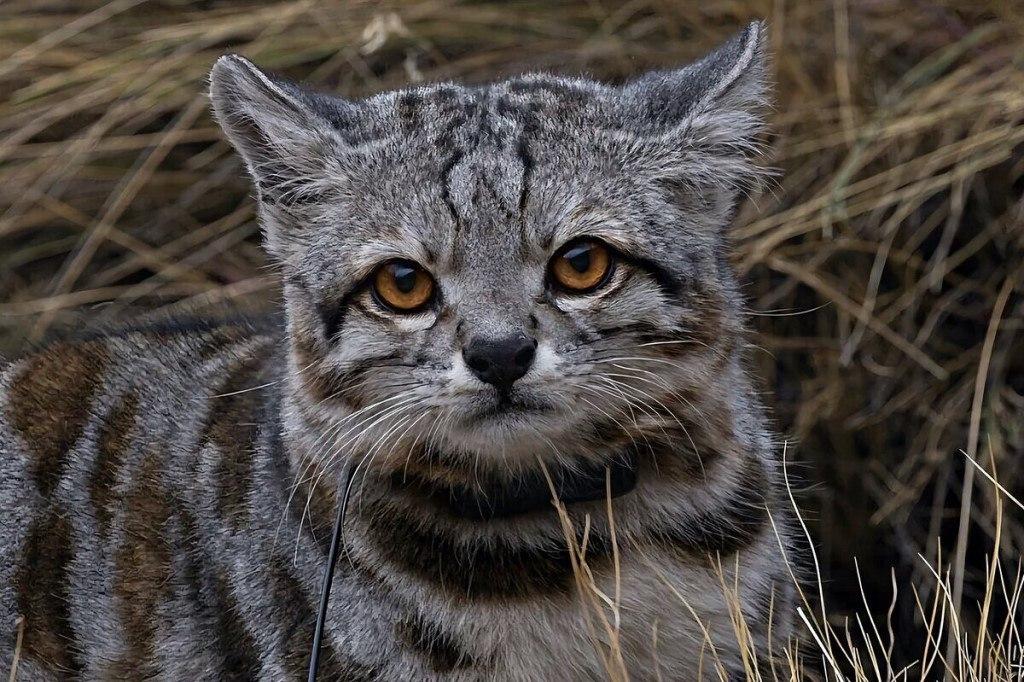 Это Андская кошка — один из самых редких и малоизученных хищников на Земле. Её ареал расположен высоко в Андах, поэтому встретить зверька можно на высоте от 3000 до 5000 метров.