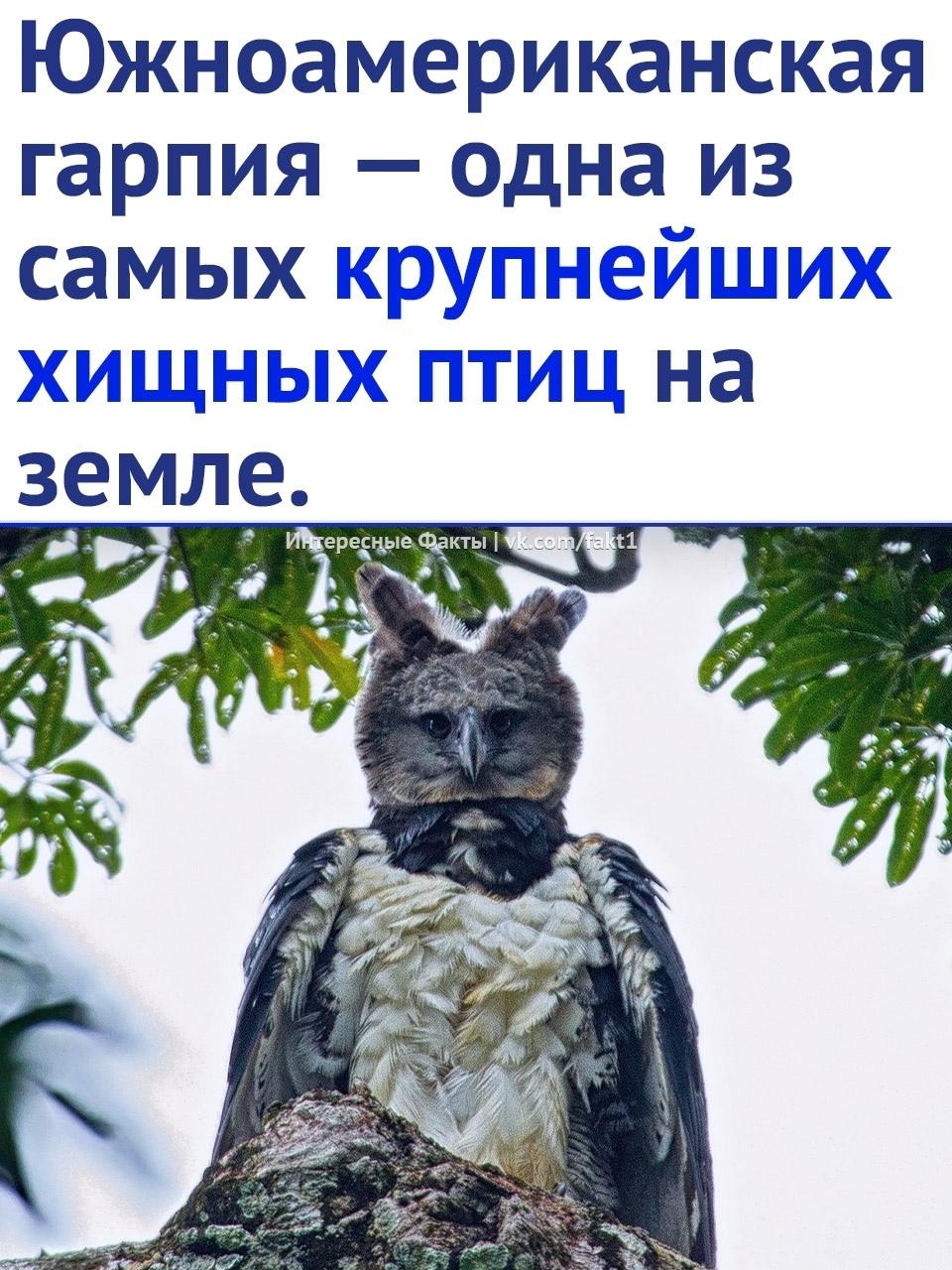 Без комментария