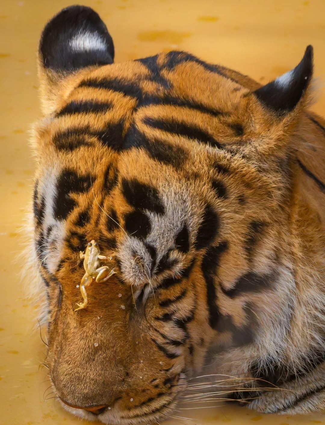 В заповеднике Тадоба живёт тигр по имени Шамбху — большой, спокойный и абсолютно уверенный в себе.