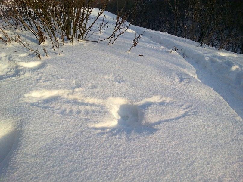 Совы оставляют отпечатки снежных ангелов во время зимней охоты, когда пикируют вниз, чтобы поймать мышей или белок