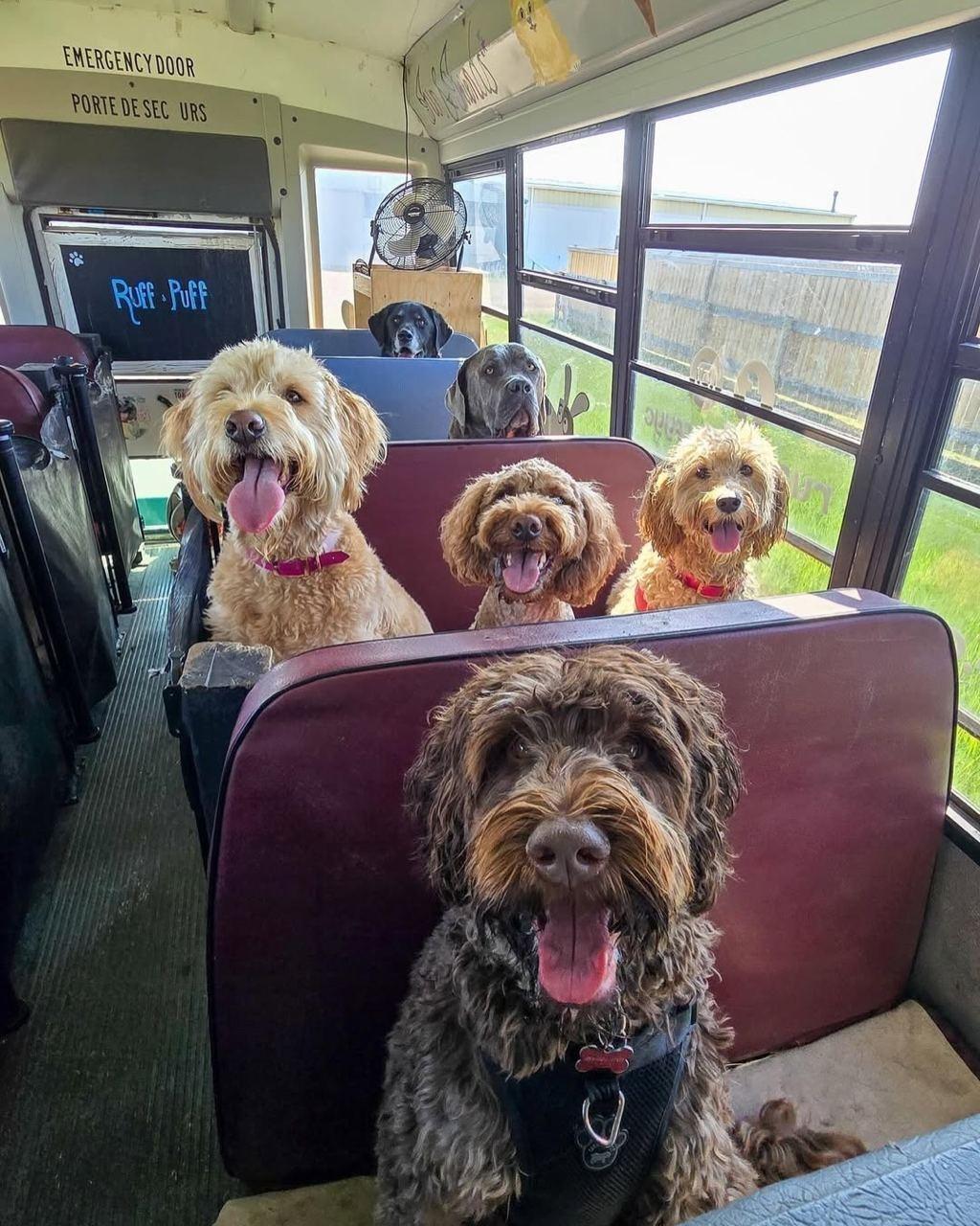 По всей Канаде дневные школы для собак становятся настоящим спасением для хвостиков, которым скучно и одиноко ждать хозяев дома.