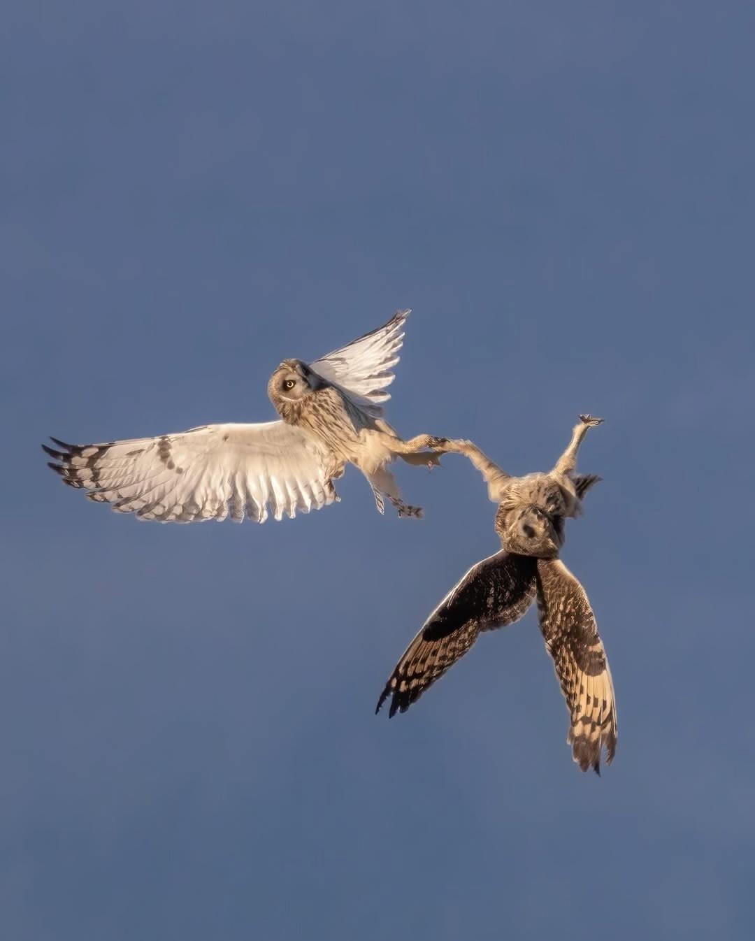 Стив Вудс умеет снимать сов так, будто они зависли в воздухе.