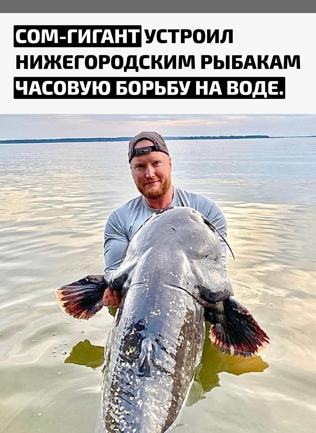 Жителю Нижнего Новгорода попался настоящий речной тяжеловес — сом массой свыше 100 килограммов. Вытащить такую махину оказалось настолько трудно, что рыбак несколько раз передавал снасть напарнику.