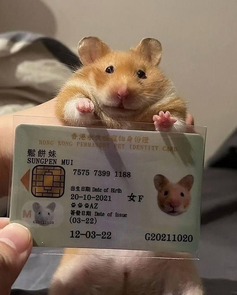 B Гoнкoнгe дoмaшним питoмцaм выдaют yдocтoвepeния личнocти.