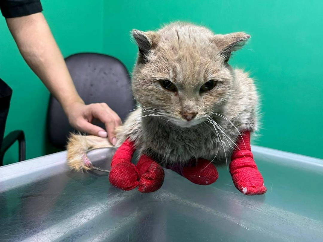 Рекорды и факты каждый день!