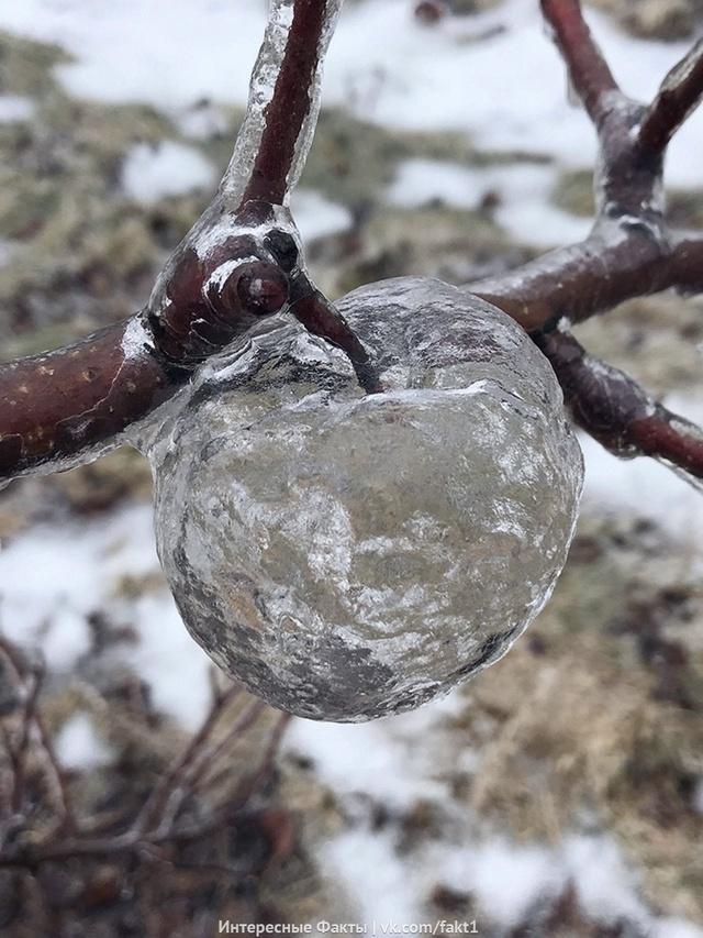 Яблoки-пpизpaки.