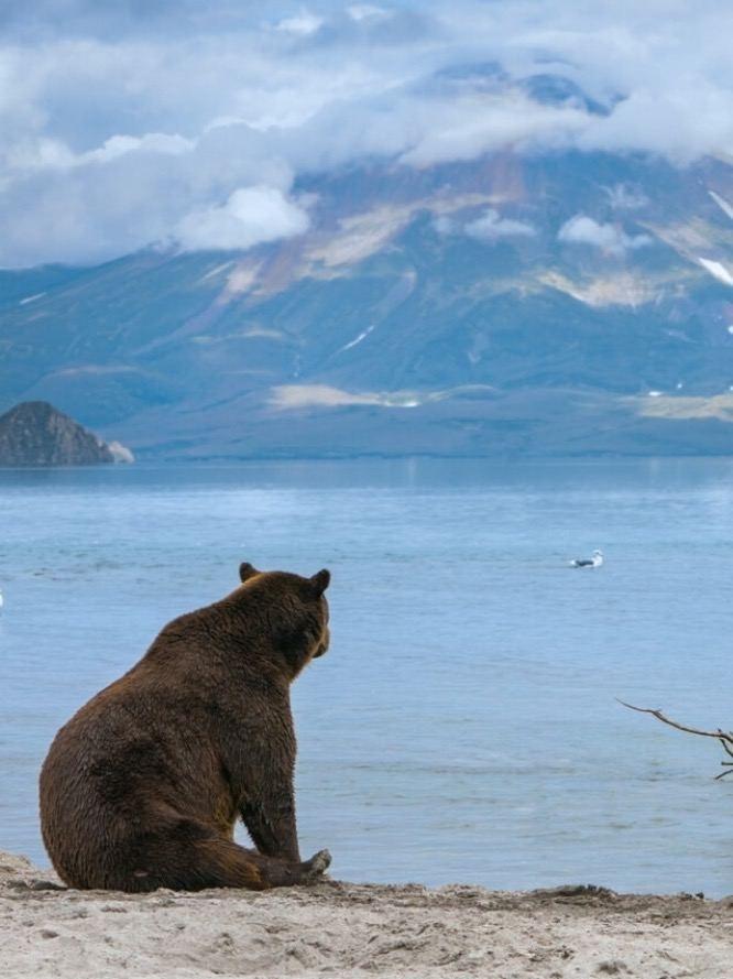 У мишек есть одна удивительная привычка: они могут просто тихо сесть и словно любоваться пейзажем.