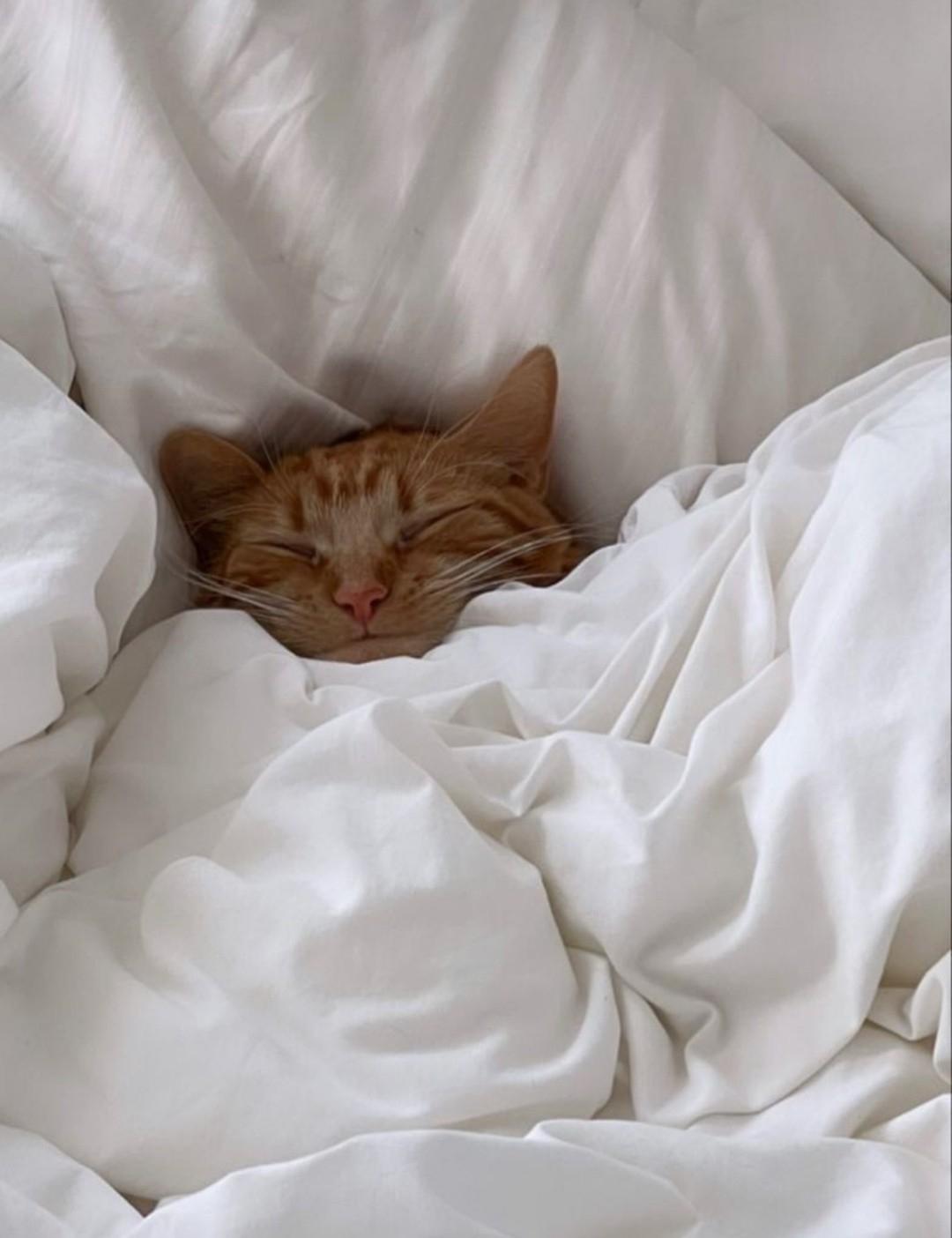 Просто милый факт: животные часто выбирают человеческие кровати из-за тепла, знакомого запаха и чувства близости с человеком