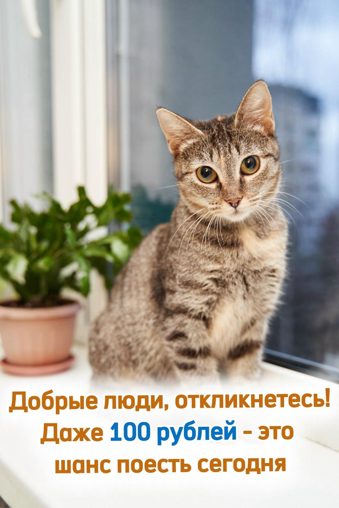 Весна уже пришла. Снег тает, дни становятся длиннее, но легче в приюте пока не стало. Более 400 пар кошачьих глаз всё так же смотрят на пустые миски и ждут. Они умеют просить только взглядом — тихо, беззвучно, с надеждой на человека.