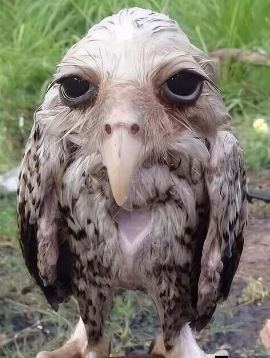 Не пугайтесь, это сова, промокшая под дождём. Её мягкие перья быстро впитывают влагу, и птица становится неузнаваемой.