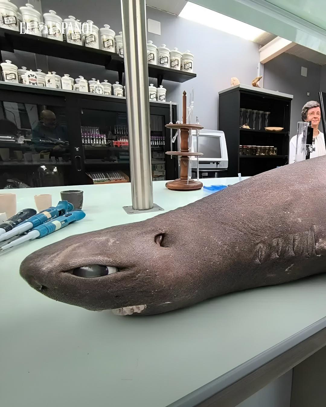 На побережье Испании нашли глубоководную чёрную акулу Dalatias licha — хищницу, которая обычно живёт на глубине до 1600 метров, где нет света и почти нет жизни