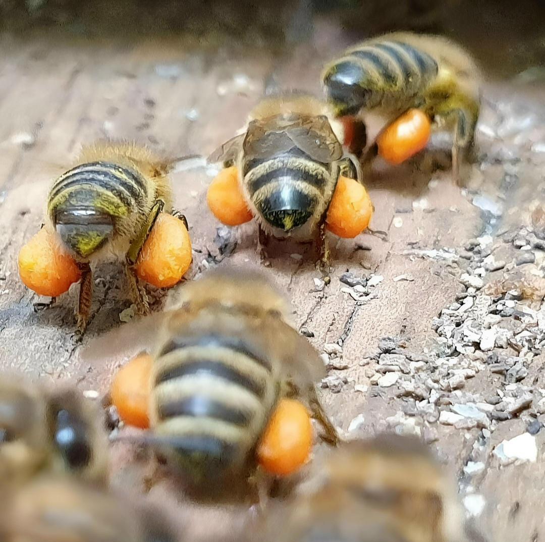 Возвращение тружеников в улей с набитыми пакетами после покупок.