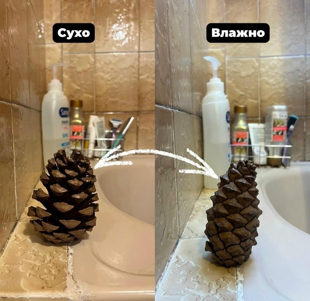 Как получить бесплатный гигрометр? Положите шишку в комнате. Закрылась — сыро. Открылась — можно жить.