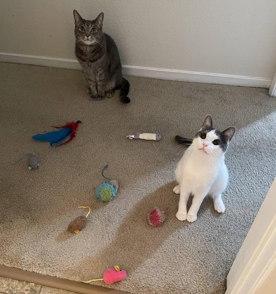 Девушка рассказала, что она на ночь закрывает дверь в свою комнату и не пускает туда котов. Но коты очень хотят попасть внутрь, поэтому они принесли ей «дары» в виде своих любимых игрушек, чтобы попасть внутрь.