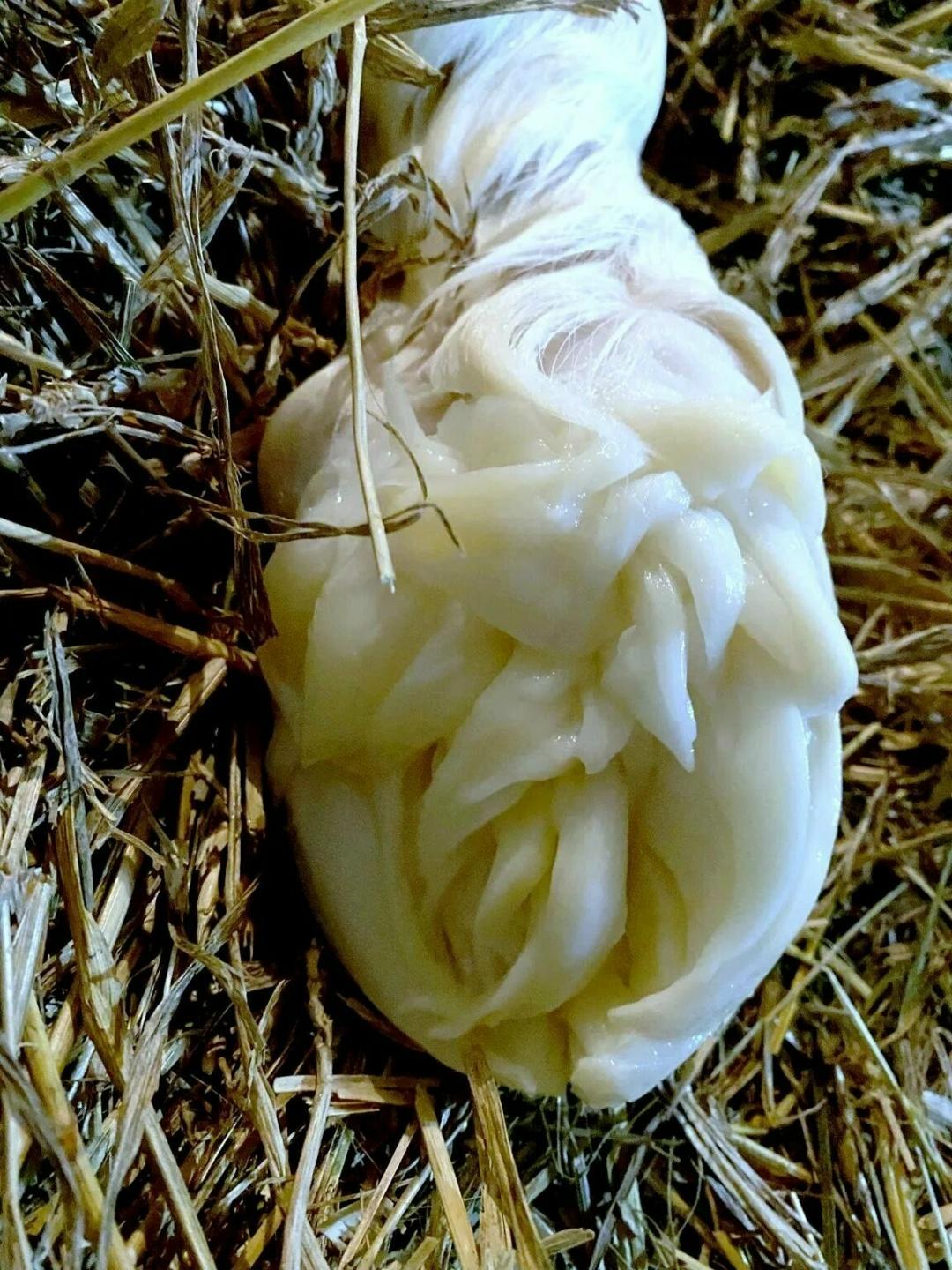 Почему копыта новорожденных жеребят не вредят кобыле при родах?