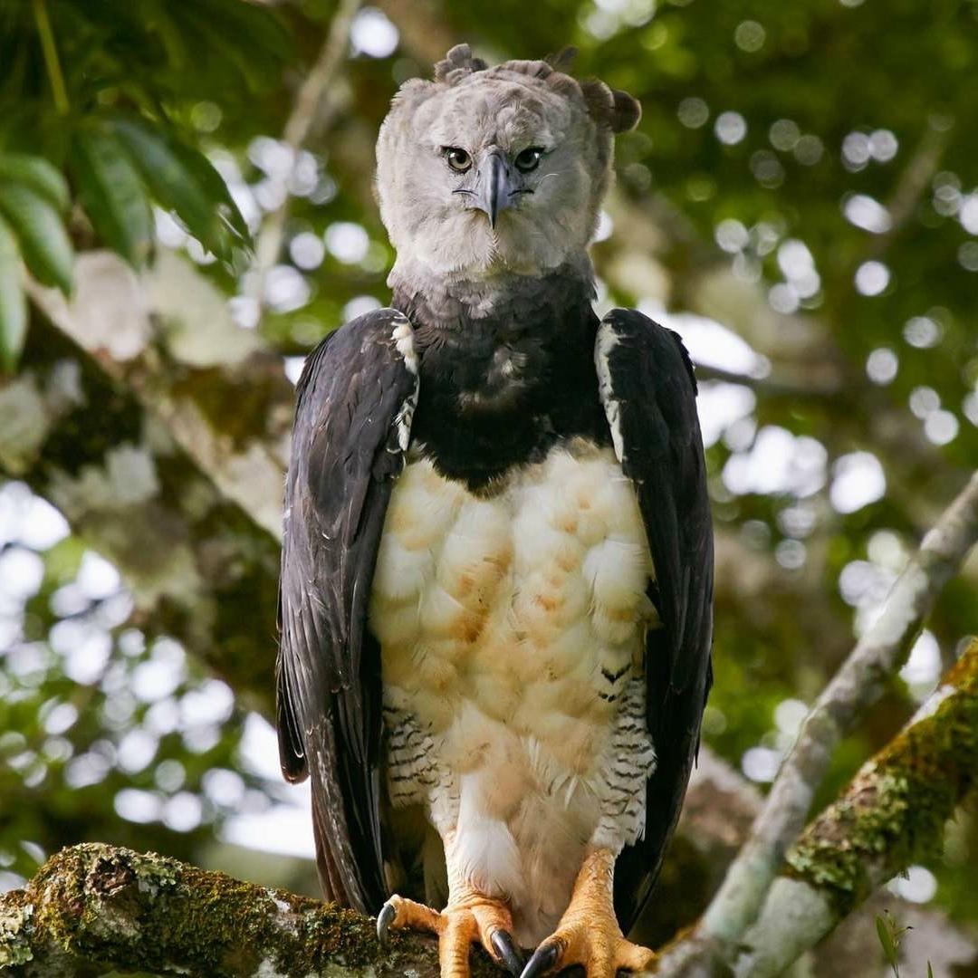 Южноамериканская гарпия — одна из самых крупнейших хищных птиц на земле.