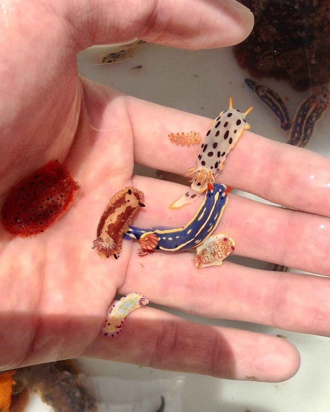 Рекорды и факты каждый день!