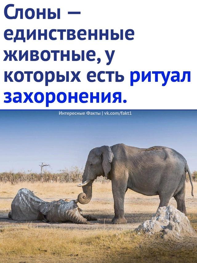 Без комментария