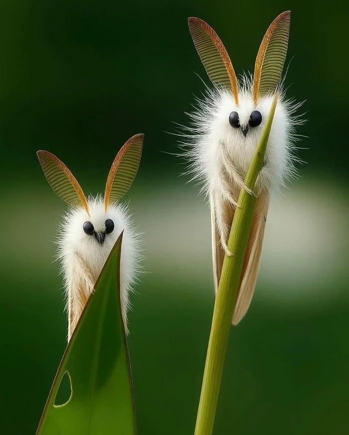 Моль заморская, белая. И мохнатая.