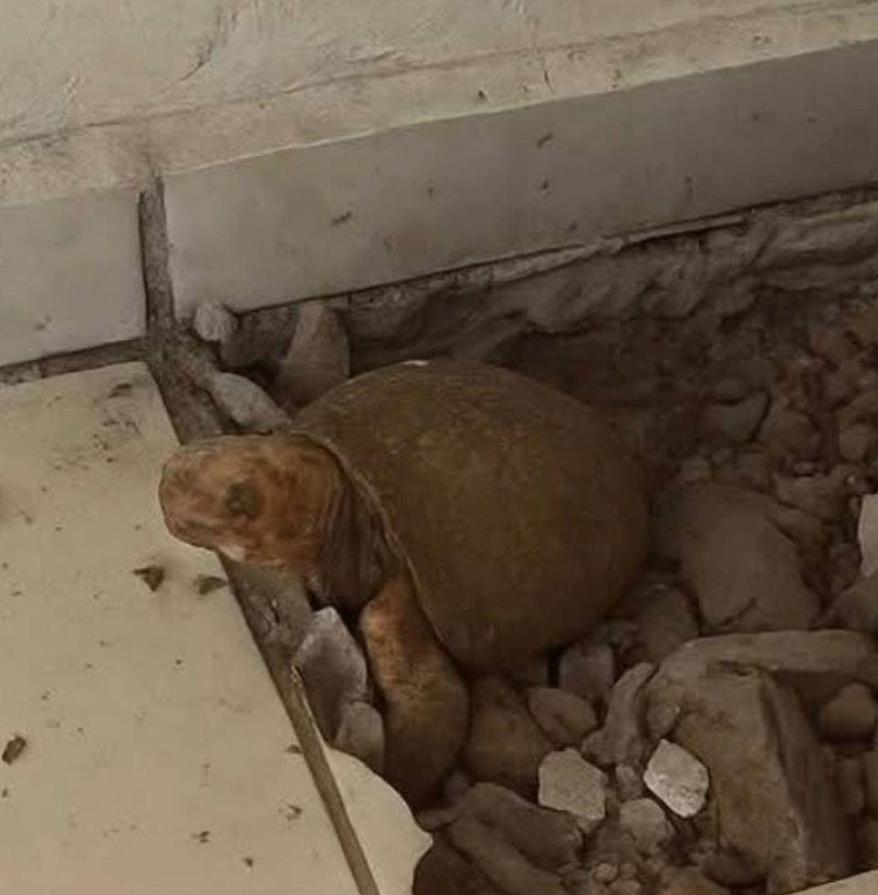 Во время ремонта в Бразилии нашли черепаху, пропавшую десять лет назад.