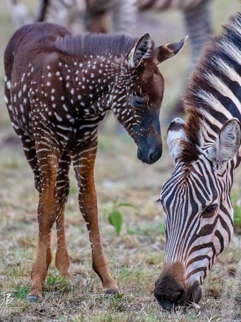 Когда ты зебра — но не в полосочку, а в горошек