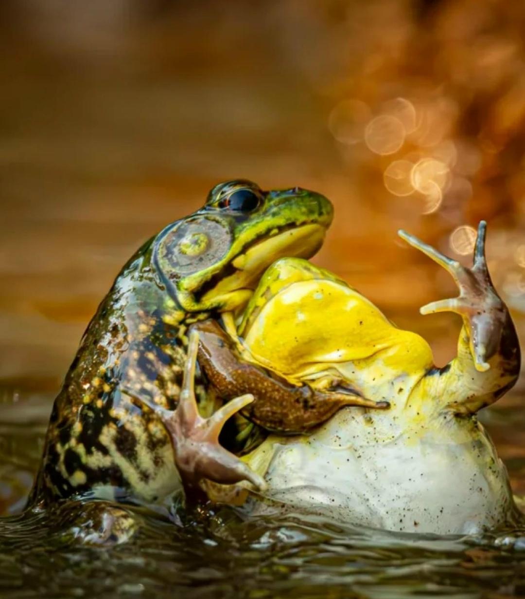 Финалисты ежегодного фотоконкурса Nikon Comedy Wildlife Awards 2025