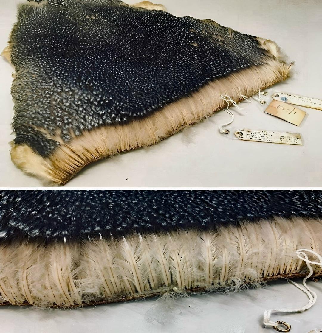 Рекорды и факты каждый день!