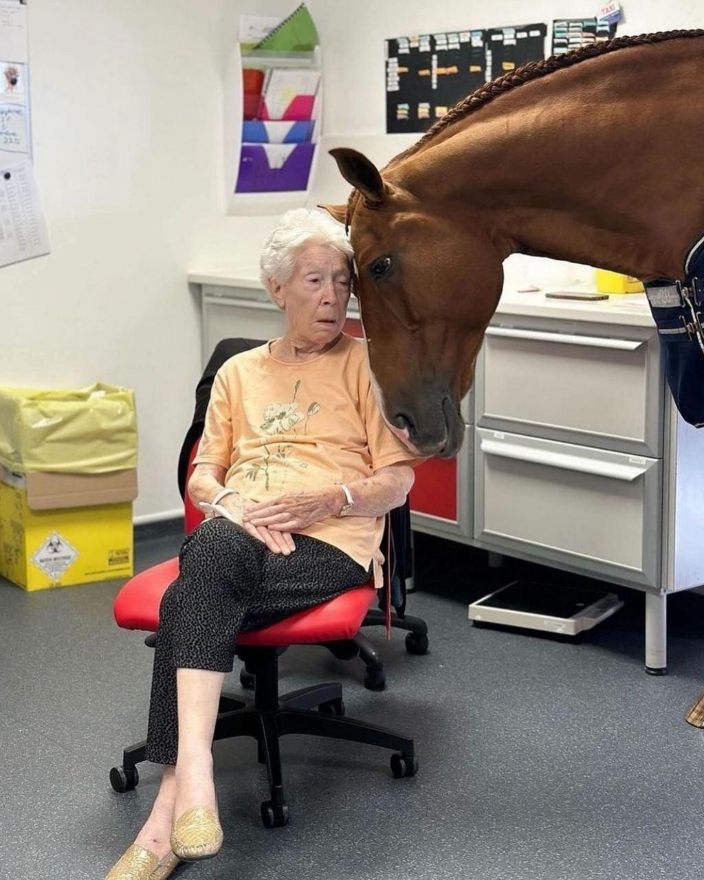 Пейо — необычный терапевт. Этот 15-летний конь каждый день приходит в хоспис при больнице города Кале, чтобы поддержать пациентов с онкологическими заболеваниями, снизить их тревожность и подарить умиротворение.