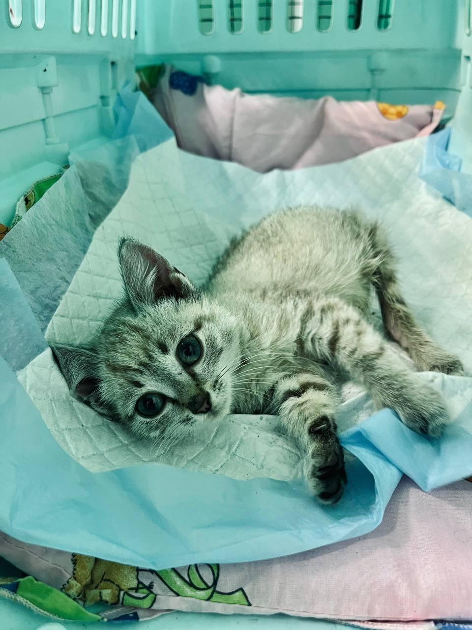 Маленького Крафта выбросили в пакете — теперь он ползёт на передних лапках и ждёт тех, кто не пройдёт мимо.