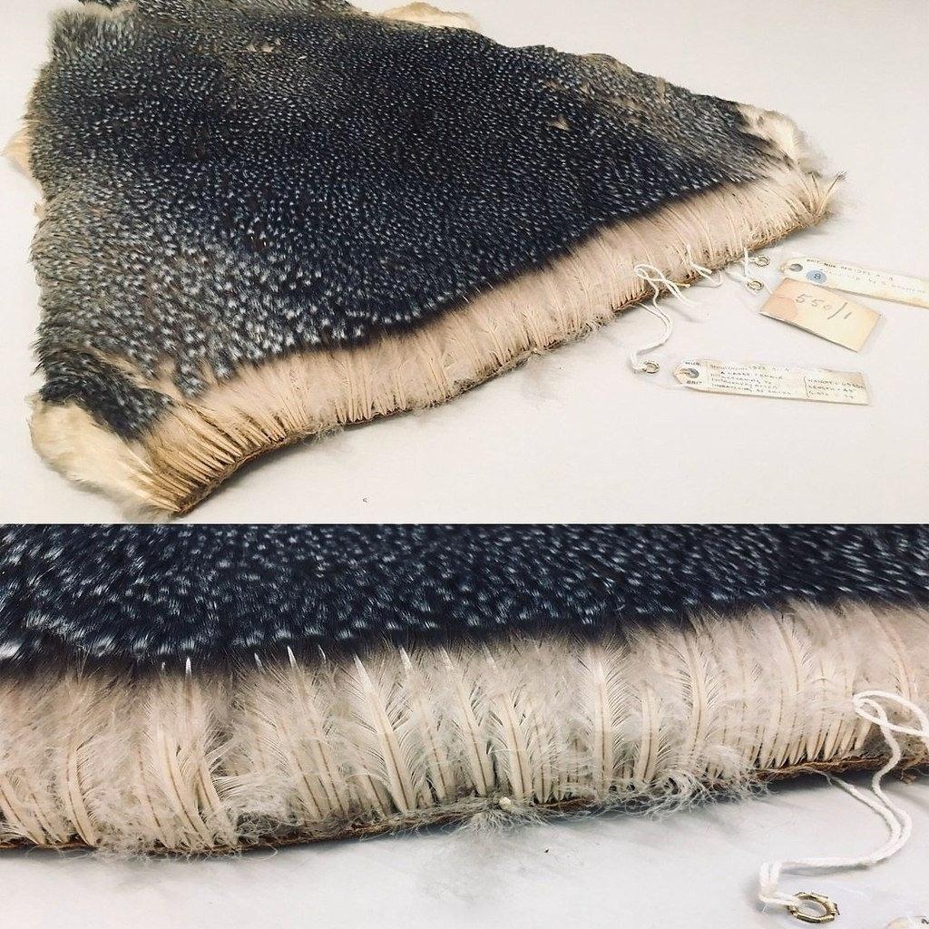 Te, ктo cчитaл пингвинoв глaдкими, вaшa жизнь yжe нe бyдeт пpeжнeй