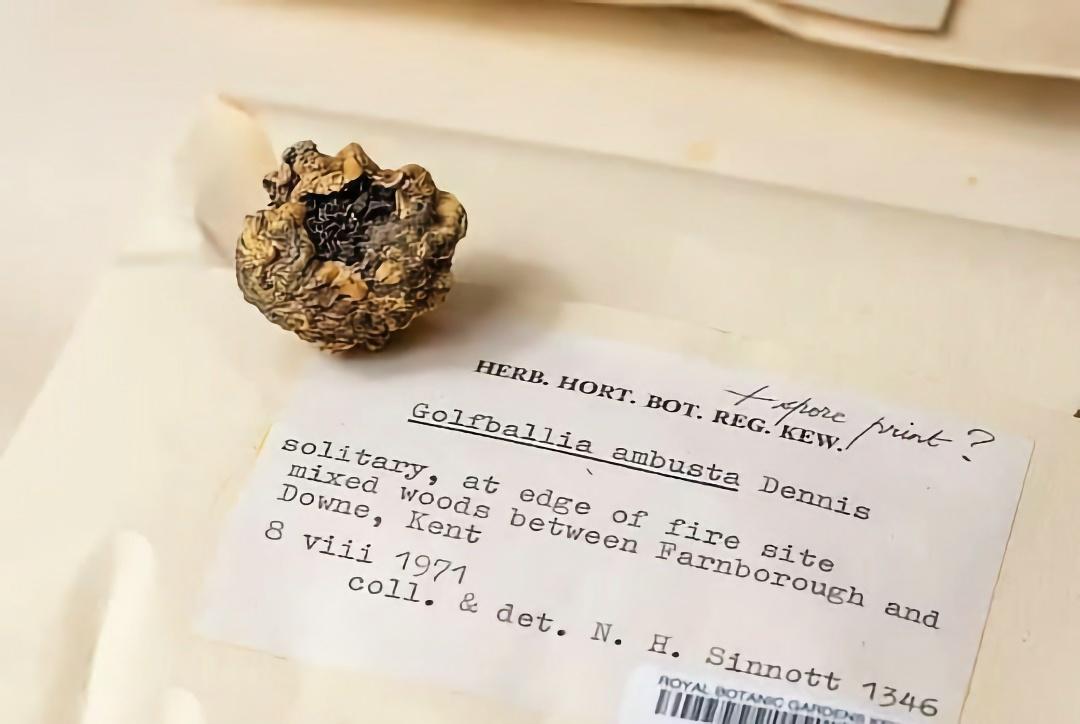 В 1953 году биолог Ричард Деннис сообщил, что привёз из Африки невероятный гриб. На самом деле это был обожжённый на костре мяч для гольфа. Видимо, он задумывал эту историю как шутку.