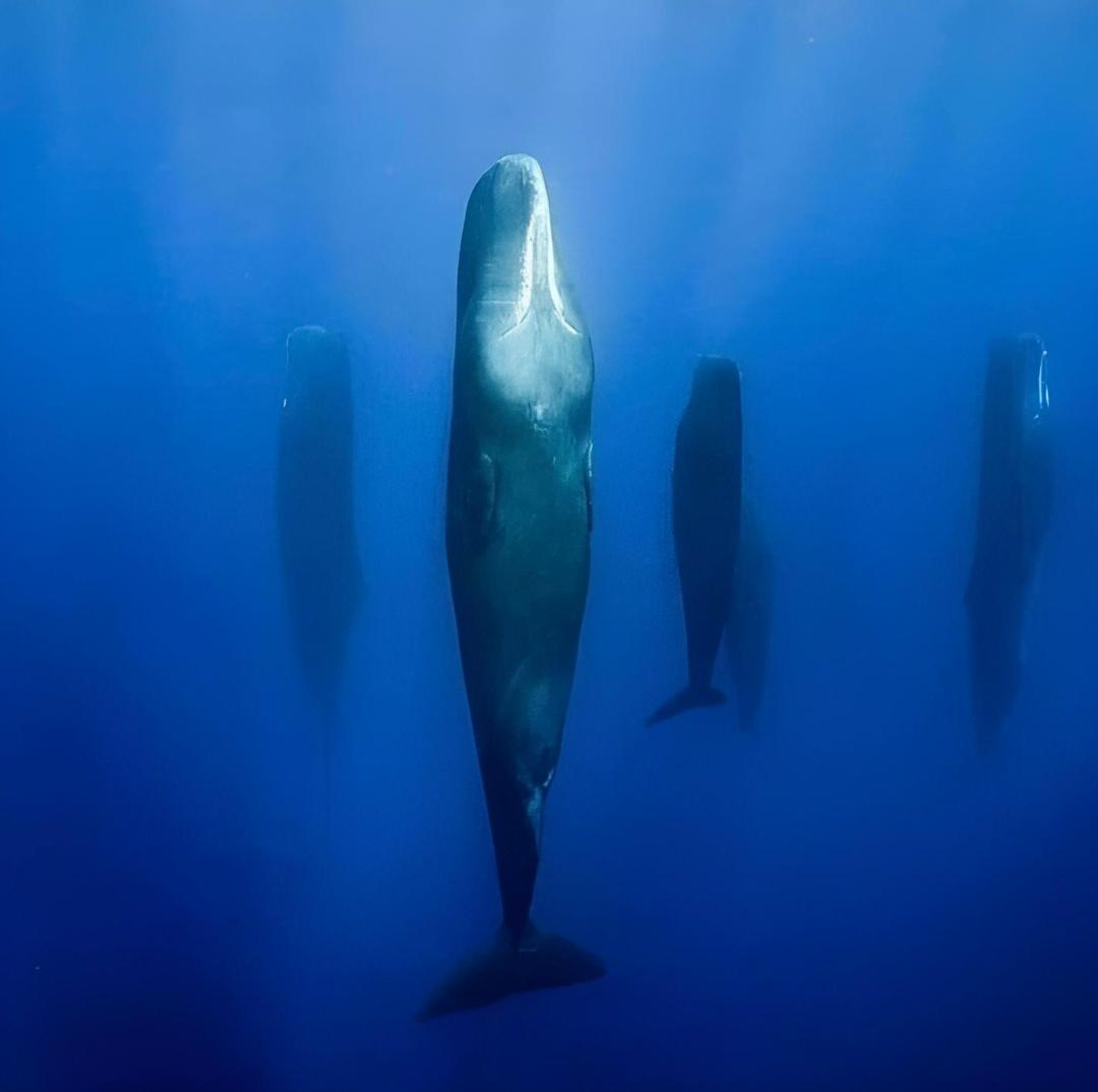 Стая кашалотов спит посреди открытого океана.