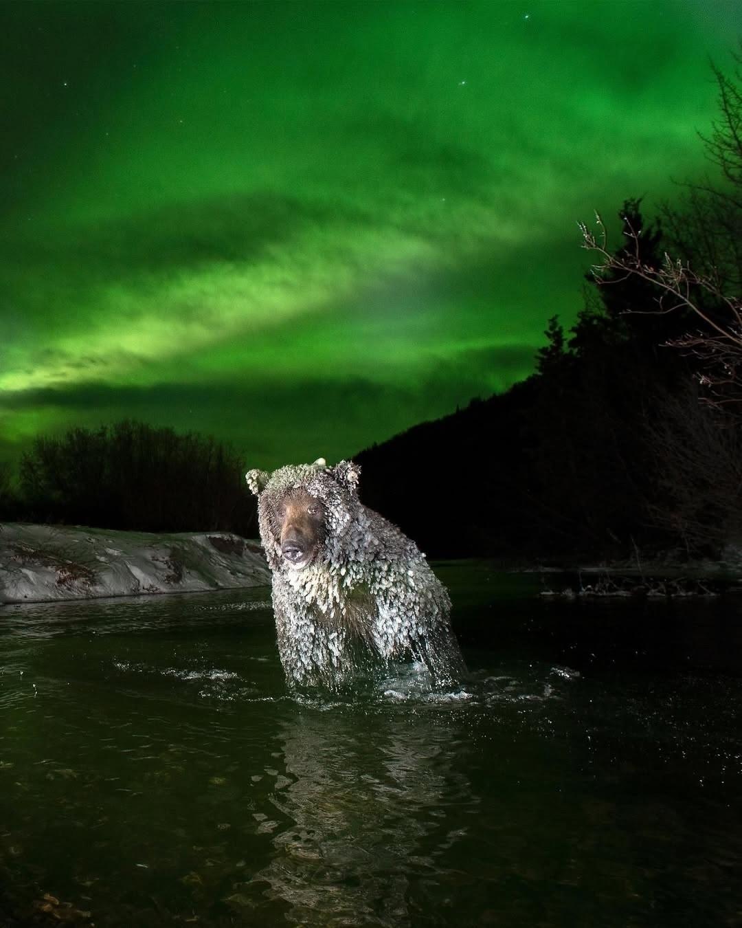 После долгих лет поисков и ожидания фотограф Питер Мэзер наконец смог осуществить свою давнюю мечту: запечатлеть обледеневшего медведя гризли