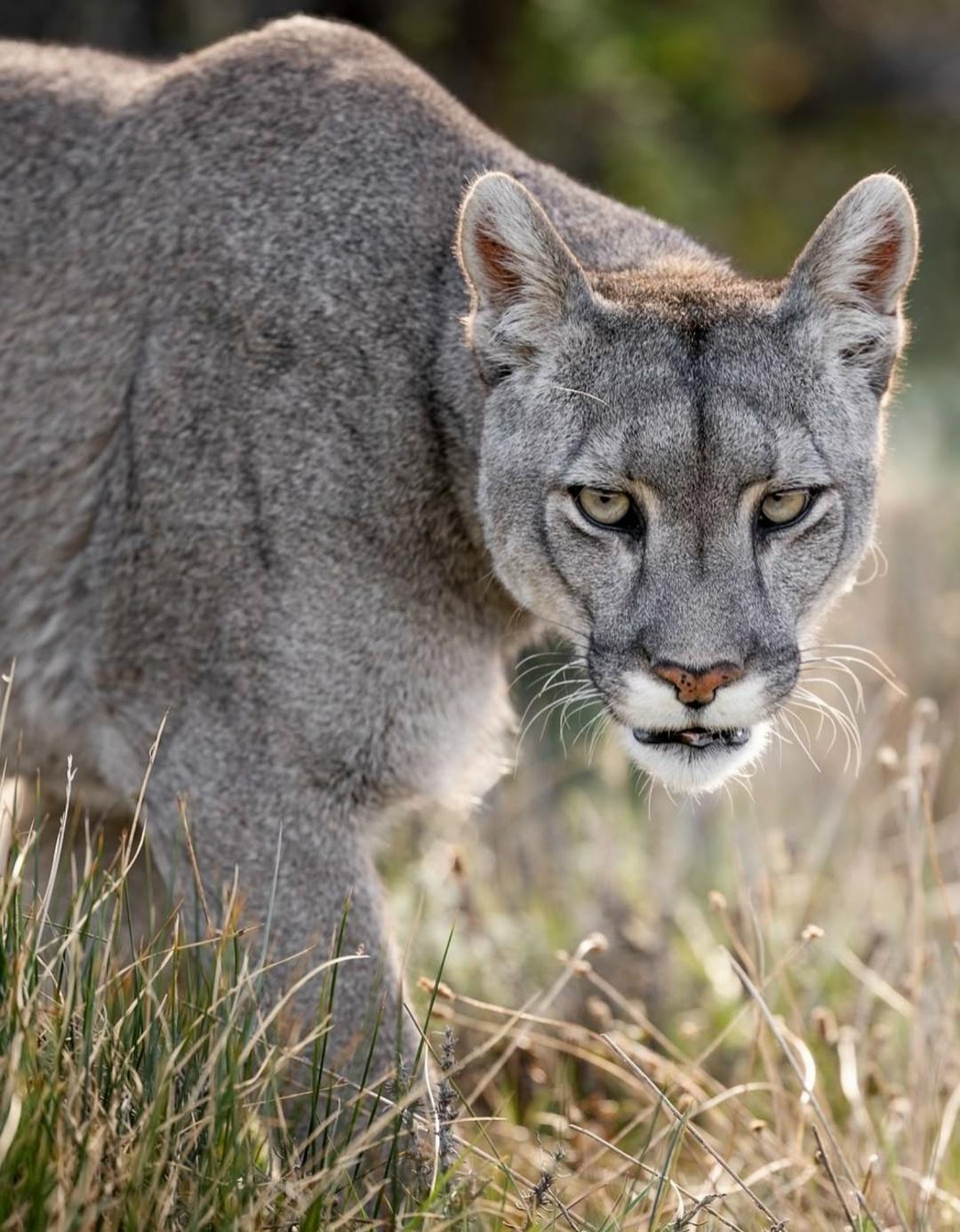 Пумы здесь выглядят так, будто идеально вписаны в пейзаж — те же холодные оттенки, та же сдержанная сила, что и у гор за их спиной.