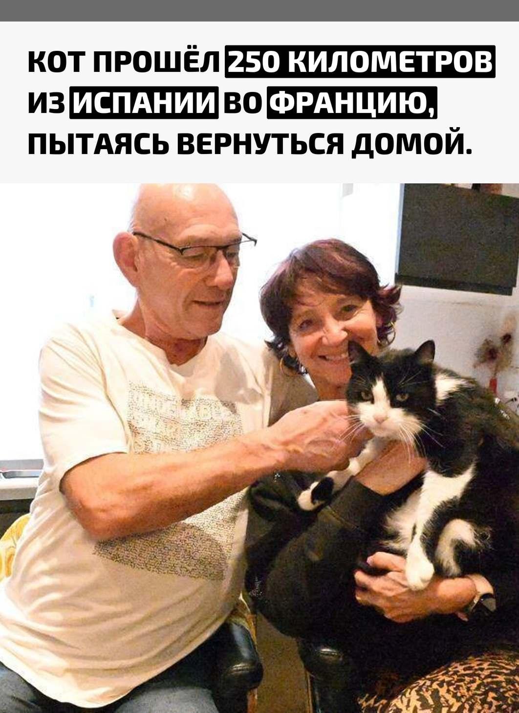 Хозяева Эвелин и Патрик потеряли кота по кличке Филу летом, когда тот выбрался через открытое окно автодома на заправке в Каталонии. Обнаружив пропажу только на следующий день, они вернулись на место, расклеили листовки, но безуспешно.